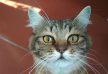 Кошки-мышки